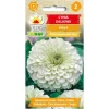 Frø^Hvide dahliazinnia-frø - Store, dobbelte blomster til blomsterbede og buketter