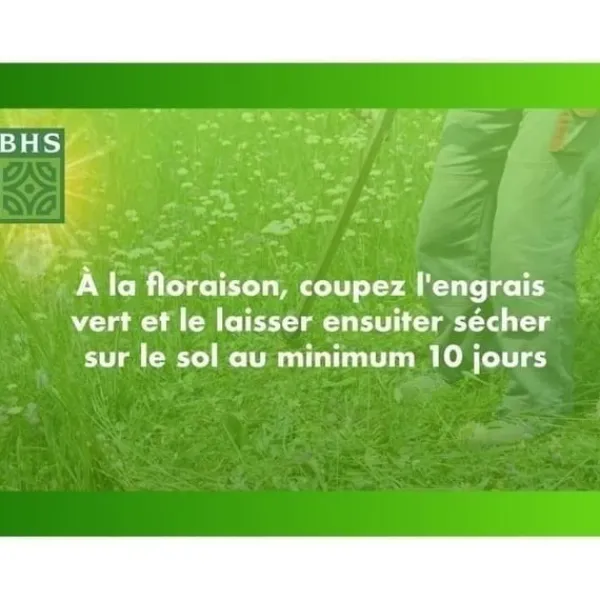 Frø^Hvidkløver - BHS - 500 m² | Fremmer biodiversiteten, tilpasser sig alle jordtyper og modstår nedtrampning.
