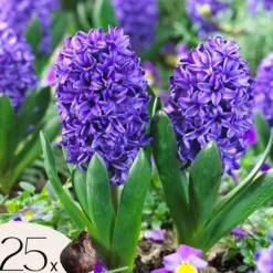 Online Hyacint - Sæt med 25 - Hyacinthus 'Blue Trophy' - Blomsterløg - Blå Frø