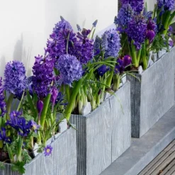 Online Hyacint - Sæt med 25 - Hyacinthus 'Blue Trophy' - Blomsterløg - Blå Frø
