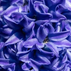 Online Hyacint - Sæt med 25 - Hyacinthus 'Blue Trophy' - Blomsterløg - Blå Frø