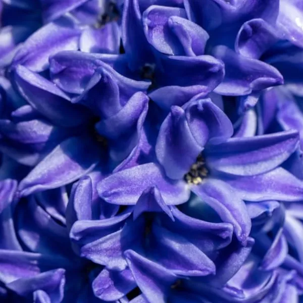 Online Hyacint - Sæt med 25 - Hyacinthus 'Blue Trophy' - Blomsterløg - Blå Frø