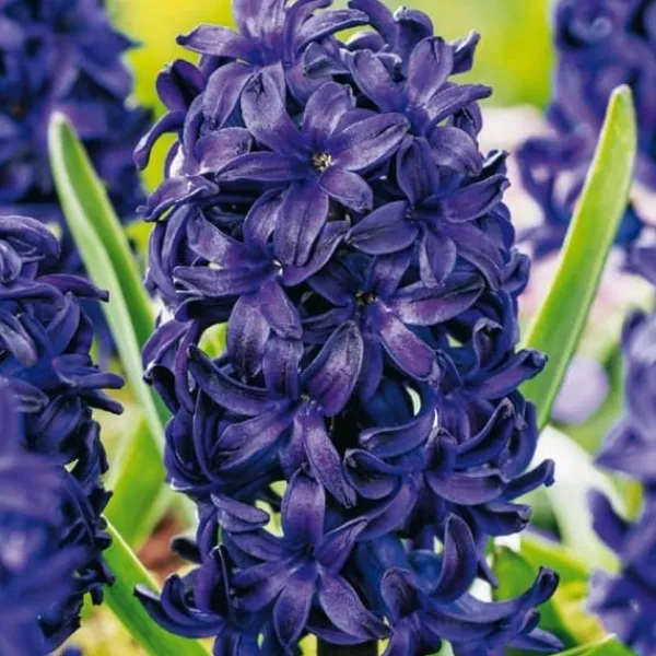 Online Hyacint - Sæt med 25 - Hyacinthus 'Blue Trophy' - Blomsterløg - Blå Frø