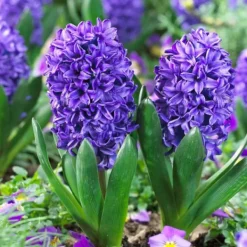 Frø^Hyacint - Sæt med 15 - Hyacinthus 'Blue Trophy' - Blomsterløg - Blå
