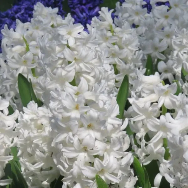 Hot Hyacint - Sæt med 20 - Hyacinthus 'Carnegie' - Blomsterløg - Hvid Frø