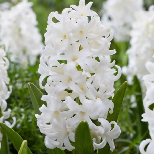 Hot Hyacint - Sæt med 20 - Hyacinthus 'Carnegie' - Blomsterløg - Hvid Frø