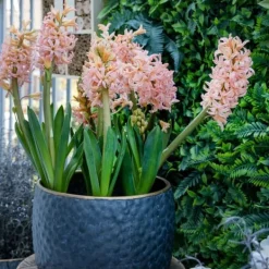 Frø^Hyacint - Sæt med 25 - Hyacinthus 'Gipsy Queen' - Blomsterløg - Orange