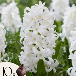 Frø^Hyacint - Sæt med 10 - Hyacinthus 'Carnegie' - Blomsterløg - Hvid