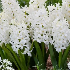 Frø^Hyacint - Sæt med 10 - Hyacinthus 'Carnegie' - Blomsterløg - Hvid