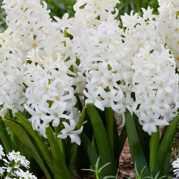 Frø^Hyacint - Sæt med 10 - Hyacinthus 'Carnegie' - Blomsterløg - Hvid
