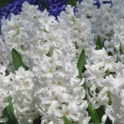 Frø^Hyacint - Sæt med 10 - Hyacinthus 'Carnegie' - Blomsterløg - Hvid