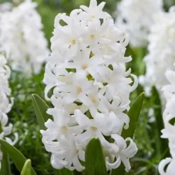 Frø^Hyacint - Sæt med 10 - Hyacinthus 'Carnegie' - Blomsterløg - Hvid