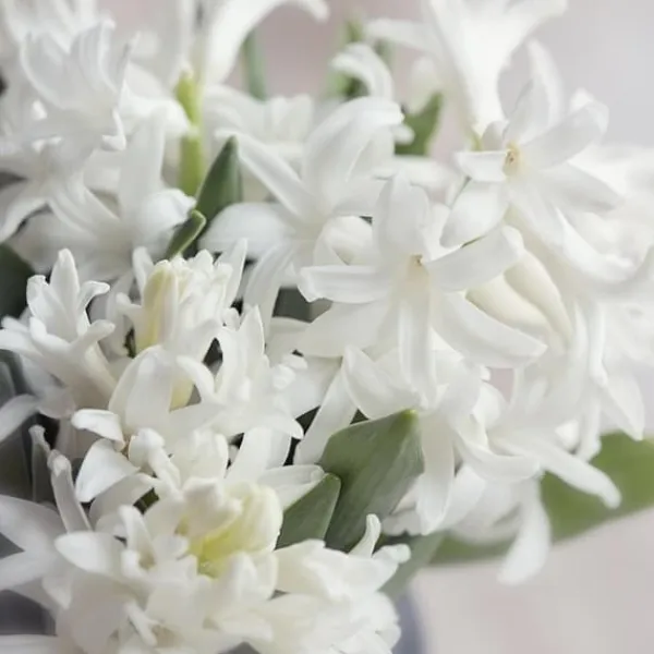 Frø^Hyacint - Sæt med 10 - Hyacinthus 'Carnegie' - Blomsterløg - Hvid