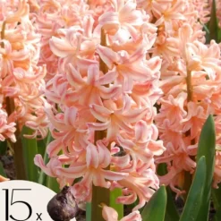 Frø^Hyacint - Sæt med 15 - Hyacinthus 'Gipsy Queen' - Blomsterløg - Orange