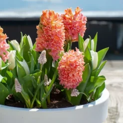 Frø^Hyacint - Sæt med 15 - Hyacinthus 'Gipsy Queen' - Blomsterløg - Orange