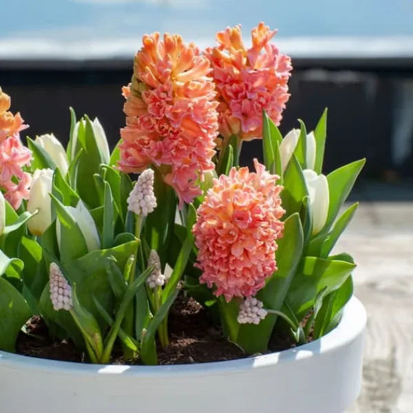Frø^Hyacint - Sæt med 15 - Hyacinthus 'Gipsy Queen' - Blomsterløg - Orange