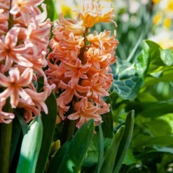 Frø^Hyacint - Sæt med 15 - Hyacinthus 'Gipsy Queen' - Blomsterløg - Orange