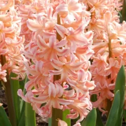 Frø^Hyacint - Sæt med 15 - Hyacinthus 'Gipsy Queen' - Blomsterløg - Orange