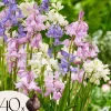 Sale Hyacint blanding - Sæt med 40 - Hyacinthoides Hispanica - Blomsterløg Frø