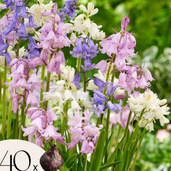 Sale Hyacint blanding - Sæt med 40 - Hyacinthoides Hispanica - Blomsterløg Frø