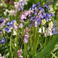Sale Hyacint blanding - Sæt med 40 - Hyacinthoides Hispanica - Blomsterløg Frø