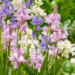 Sale Hyacint blanding - Sæt med 40 - Hyacinthoides Hispanica - Blomsterløg Frø