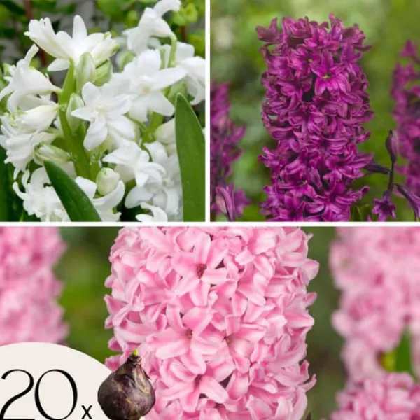 Frø^Hyacint blanding - Sæt med 20 - Hyacinthus - Blomsterløg - Flerfarvet
