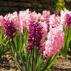 Frø^Hyacint blanding - Sæt med 20 - Hyacinthus - Blomsterløg - Flerfarvet