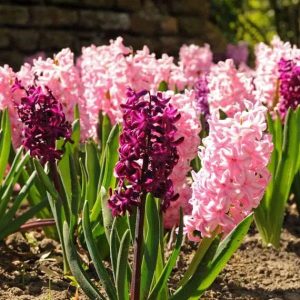 Frø^Hyacint blanding - Sæt med 20 - Hyacinthus - Blomsterløg - Flerfarvet