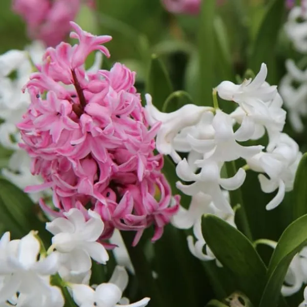 Frø^Hyacint blanding - Sæt med 20 - Hyacinthus - Blomsterløg - Flerfarvet