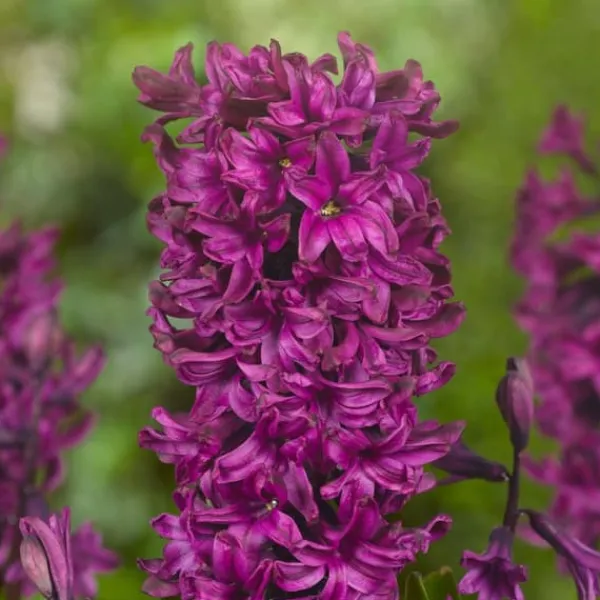 Frø^Hyacint blanding - Sæt med 20 - Hyacinthus - Blomsterløg - Flerfarvet