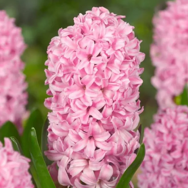 Frø^Hyacint blanding - Sæt med 20 - Hyacinthus - Blomsterløg - Flerfarvet