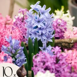 Frø^Hyacint blanding - Sæt med 10 - Hyacinthus - Blomsterløg - Flerfarvet