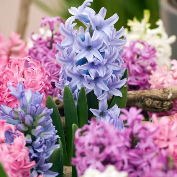 Frø^Hyacint blanding - Sæt med 10 - Hyacinthus - Blomsterløg - Flerfarvet