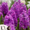 Frø^Hyacintløg - 10 stk. sæt - Hyacinthus 'Purple Voice' - Blomsterløg