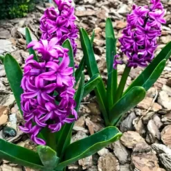 Frø^Hyacintløg - 10 stk. sæt - Hyacinthus 'Purple Voice' - Blomsterløg