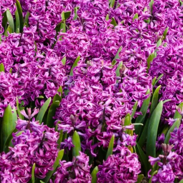 Frø^Hyacintløg - 10 stk. sæt - Hyacinthus 'Purple Voice' - Blomsterløg