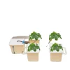 Kit Til Plante- & Urtedyrkning^Hydroponisk Vækstsysteem, 5-Spand Opsætning, Fuldstændige Tilbehør Inkluderet,HVID