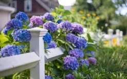Sale INCO FLOROVIT HORTENSIA 1L IN Gødningsmidler