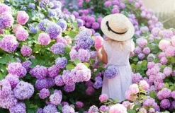 Sale INCO FLOROVIT HORTENSIA 1L IN Gødningsmidler