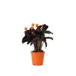 Online Inkakrone - Calathea crocata 'Tassmania' - Højde 40-50cm - ⌀14cm Krukkeplanter Indendørs