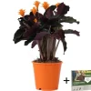 Sale Inkakrone - Calathea crocata 'Tassmania' - Højde 40-50cm - ⌀14cm Krukkeplanter Indendørs