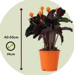 Sale Inkakrone - Calathea crocata 'Tassmania' - Højde 40-50cm - ⌀14cm Krukkeplanter Indendørs