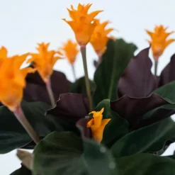 Sale Inkakrone - Calathea crocata 'Tassmania' - Højde 40-50cm - ⌀14cm Krukkeplanter Indendørs
