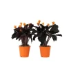 Krukkeplanter Indendørs^Inkakrone - Sæt med 2 - Calathea crocata 'Tassmania' - Højde 40-50cm - ⌀14cm
