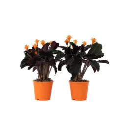 Krukkeplanter Indendørs^Inkakrone - Sæt med 2 - Calathea crocata 'Tassmania' - Højde 40-50cm - ⌀14cm