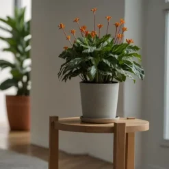 Krukkeplanter Indendørs^Inkakrone - Sæt med 2 - Calathea crocata 'Tassmania' - Højde 40-50cm - ⌀14cm