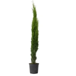 Clearance Italiensk cypres - Cupressus sempervirens - Højde 70-80cm - ⌀19cm Haveplanter