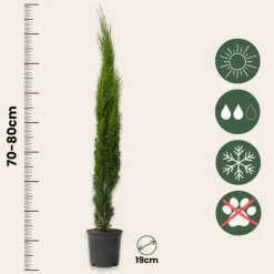 Clearance Italiensk cypres - Cupressus sempervirens - Højde 70-80cm - ⌀19cm Haveplanter