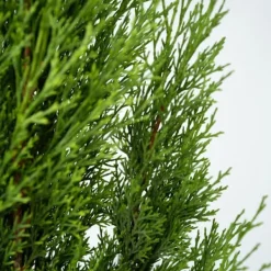 Clearance Italiensk cypres - Cupressus sempervirens - Højde 70-80cm - ⌀19cm Haveplanter